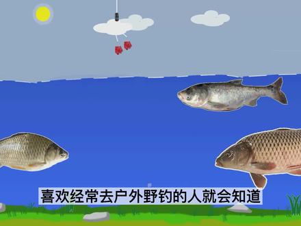 为何野生鲢鳙那么少?5年后才能产卵,9成鱼卵被吃掉,孵化率极低 #dou是钓鱼人 #浮钓鲢鳙 #钓鱼