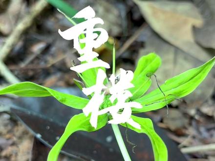 七叶一枝花 重楼 #大自然的馈赠 #植物科普 #防蛇
