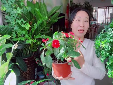 秋天养凤仙花,做好这些事,花开不断,生长旺盛!