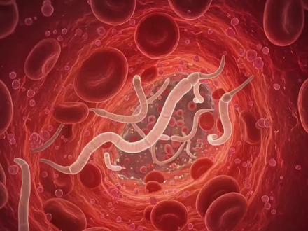 寄生虫是怎么进入脑子里的,寄生虫科普,3D演示。。