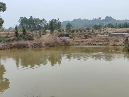 我的幽灵鸭不见了两个,大家帮忙看看是什么东西给咬的