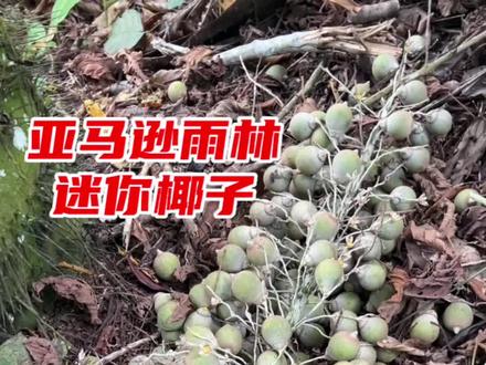 #热带水果 #亚马逊雨林 #在抖音看海外 这么小的椰子太少见了