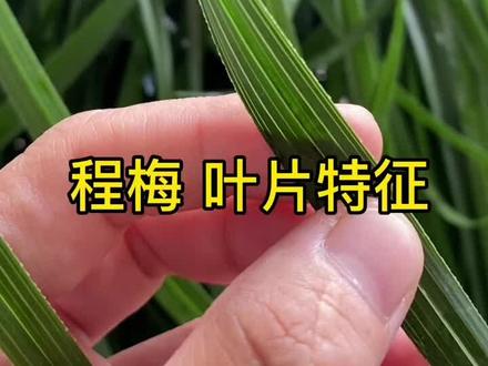 程梅叶片特征,你还知道其他方法鉴别程梅吗?@抖音小助手 #国兰