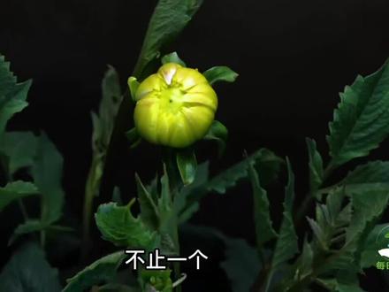 大丽花开花过程,如生命新旧交替,如人生百味