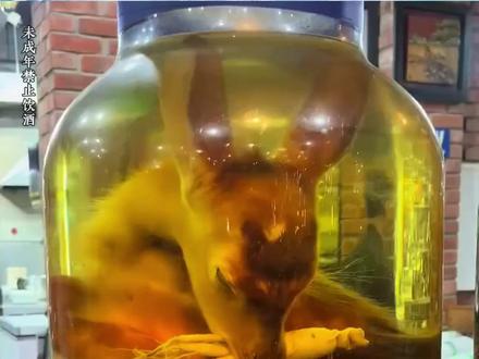 科普23种“泡酒”,你喝过几种 #酒 #泡酒 #涨知识