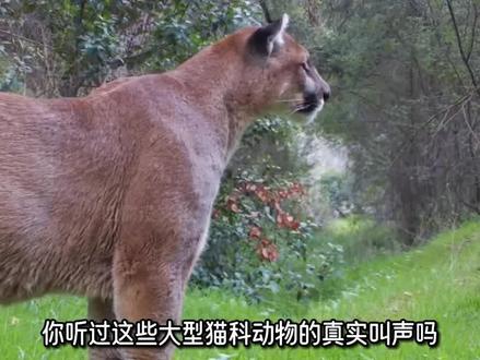 大型猫科动物的叫声(2/3)#动物 #动物世界 #涨知识