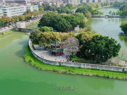 汕头中山公园的梨花到底是怎么火起来的?#汕头中山公园梨花 #汕头赏花 #汕头春天 #汕头网红打卡地 #梨花盛开