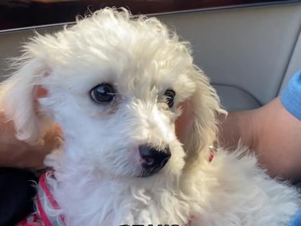 即使你变了模样,我也能一眼认出你!亨利,欢迎回家!#萌宠 #万物皆有灵性 #一条狗的使命 #狗狗 #北京