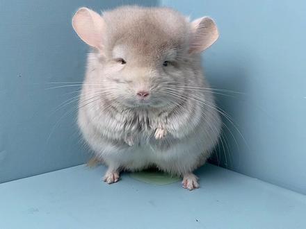 丢人现眼的小汽水!#萌宠 #龙猫 #萌宠出道计划