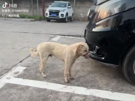 看哭了眼泪忍不住往下流,可怜的小狗!