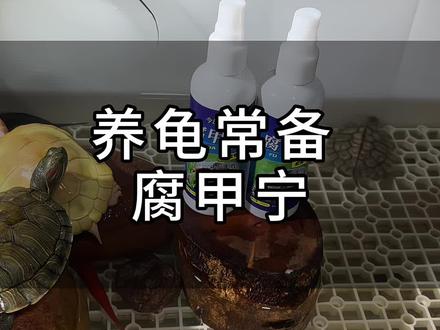 养龟常备腐甲宁#腐皮#腐甲#腐皮腐甲#乌龟#养龟日常