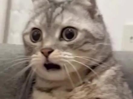 生肖拼豆作者属什么一目了然,晒出我的拼豆作品,你的属相是什么?#拼豆 #十二生肖 #属相 #抽象 #搞笑