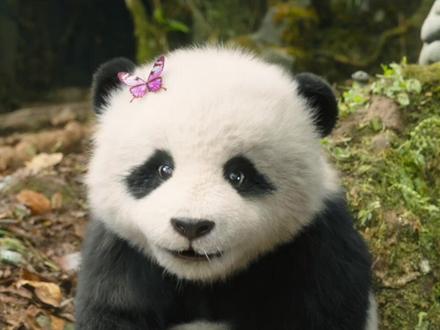 今日小朋友的灵魂发问:在哪能领到#熊猫胡胡 ?#熊猫计划之部落奇遇记