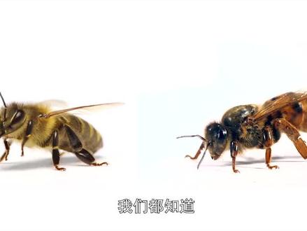 工蜂和蜂王都是由相同的卵发育而来的,为什么会发育成两种蜂呢?人工育王也是利用了这个特点#养蜂技术分享 #蜂博士
