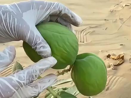 带你认识8种奇葩水果#科普一下 #奇葩水果 #涨知识