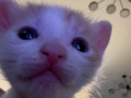 介绍我和猫咪们的故事