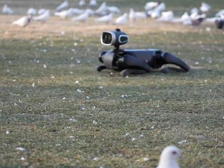 花1万块买的电子狗,它追我的那一刻,我破防了! #机器狗 #人工智能 #宠物 #Vbot维他动力 #宇树科技