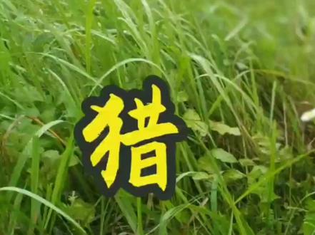 小猎狗怎么训?人要勤快,多上山,资源好的,狗都可以无师自通#训猎狗 #小猎狗 #实战猎犬 #广西土猎#土狗