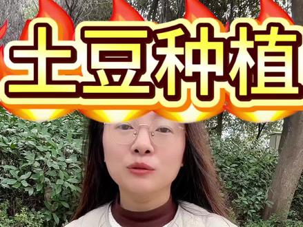 土豆用上小苏打,土豆结的多又大#土豆 #土豆种植 #土豆种植技术与管理 #土豆种植技术 #土豆管理技术