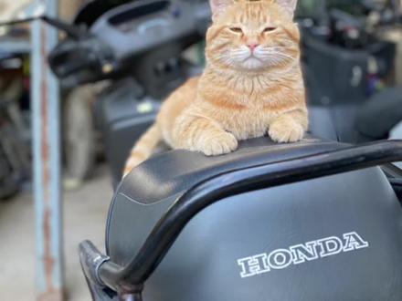 本田大沙ch125改250 #摩托车 #摩托车改装 #老摩托车改装 #本田大沙 #本田大鲨