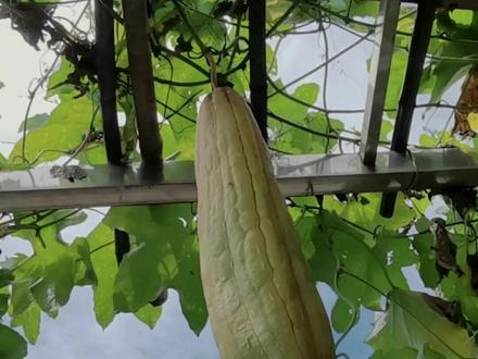 自己做一个天然的洗碗布
#沉浸式洗碗 #丝瓜瓤 #丝瓜络 #家居好物 #清洁刷
#可持续 #绿色环保 #手工diy