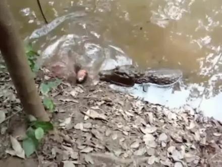 鳄鱼吃电鳗被电死,全身抽搐根本张不开嘴#神奇动物在抖音