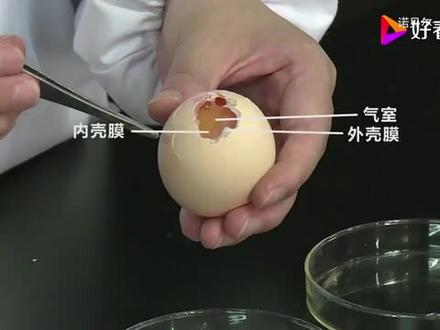 实验《观察鸟卵的结构》#鸟卵 #教师 #初中生物