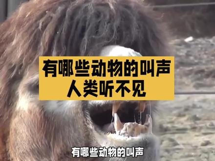 有哪些动物的叫声,人类是听不见的?#动物小百科 #动物百科知识 #动物的叫声 #听不见的声音 #知识前沿派对