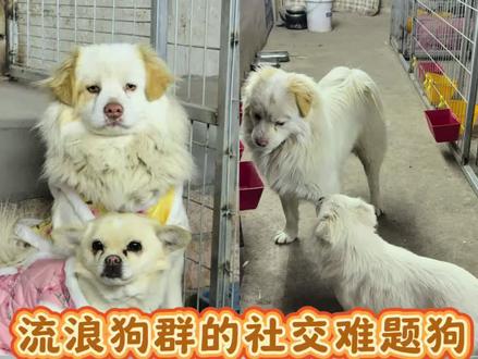 流浪狗群中的社交难题狗 我帮它分析了一下它招狗烦的三个原因@小禹的朋友圈 @DOU+上热门 @抖音小助手 @中国小动物保护协会 #狗狗的心思都写在脸上了 #狗狗的日常