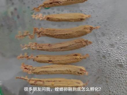 螳螂卵鞘孵化超简单!温度+湿度把控好,孵化率90%➕#螳螂#螳螂卵孵化#昆虫世界#螳螂饲养
