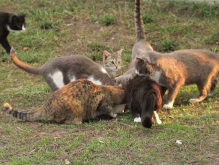 猫咪尾巴冷知识(上)#萌宠 #萌宠出道计划