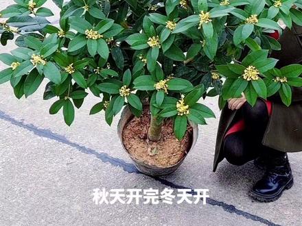 四季桂花,桂花香,四季桂金桂#四季桂 #花卉绿植 #爱生活爱养花