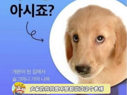 做错事的表情❌不想被扔下的表情✔️