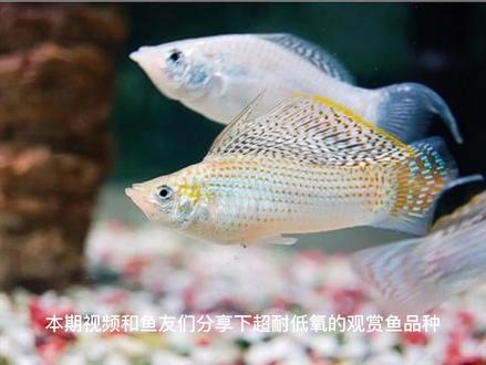 十大耐低氧观赏鱼 #观赏鱼
