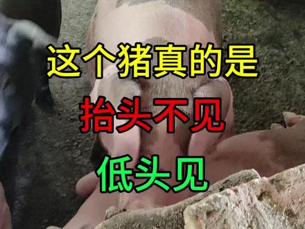 农村养猪 这个猪真是抬头不见,低头见。#养猪人