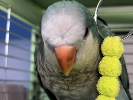 看完再决定还要不要自制鸟笼啦#自制鸟笼 #自制鸟笼教程 #自制鸟笼材料 #手养鹦鹉 #在线发问