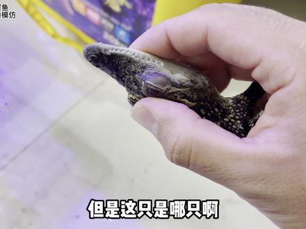 鳄鱼找到了,但是这是哪只啊这?#鳄鱼 #鳄鱼叫声