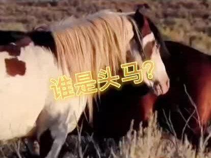 #马术培训 #牧民生活 #萌宠出道计划 #马匹 #萌宠界的凡尔赛行为 #马 难道头马是个女的?
