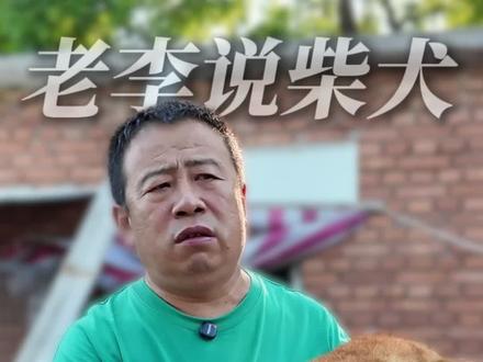 柴犬到底掉不掉毛? #柴犬 #宠物 #繁育 #繁育人 #犬舍