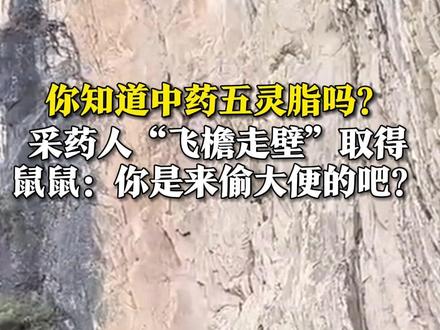 3月15日(采访),湖北宜昌,你知道中药五灵脂吗?采药人“飞檐走壁”取得。鼠鼠:你是来偷大便的吧?