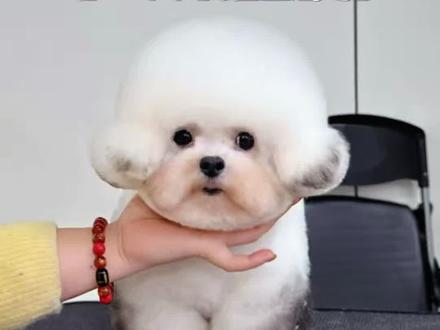 高级萌系进修班第一只布朗熊造型实操,但是之前完全不会剪布朗熊造型,昨天通过理论学习,画图➕假头练习,今天的问题明显少多了#宠物美容 #布朗熊造型 #宠物店 #宠物美容培训 #淄博肖洁宠物美容培训