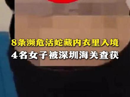 8条濒危活蛇藏内衣里入境 4名女子被深圳海关查获(来源:海关发布 制作:龙本枝)