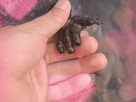 成都邛崃平乐河边惊现一米长“娃娃鱼” 警民接力帮它安“新家” #保护动物