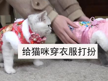 给猫咪穿衣服,它同意了吗,它喜欢吗,哈哈 #猫咪日常 #养宠知识