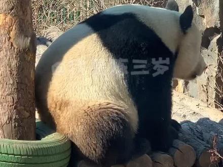 原创被删,盗版却光明正大的置顶播放!所以只能上水印了!金虎你真是太火啦😂