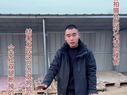 今天把给双腿断掉的流浪狗狗剃毛,剃毛过程中发现这只狗狗肚子上有一颗不知道什么东西的肉疙瘩,也不知道要不要去给它治疗#流浪狗不再流浪 #流浪狗救助 #狗狗 #狗是人类最忠诚的朋友 #流浪狗后续