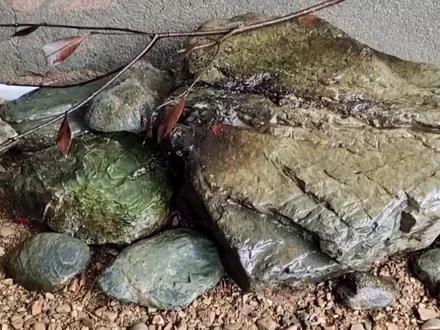给你一堆石头,你能摆出好看的溪流景吗?来聊聊溪流缸石头怎样搭配#造景鱼缸 #原生缸#原生鱼#造景