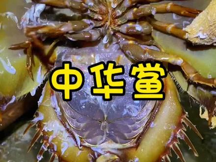 我们人类的血奴中华鲎#赶海 #海鲜 @抖音小助手