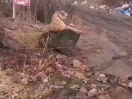 #风太狂 老虎:嗯外卖到了??