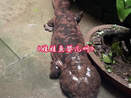 娃娃鱼真的会发出婴儿叫声吗